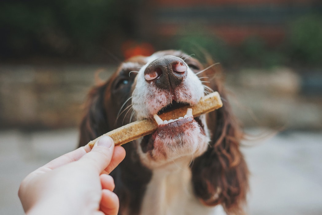 Are you feeding your dogs the proper diet? - Human Grade