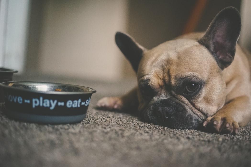 Yes your pets can have food allergies too. - Human Grade