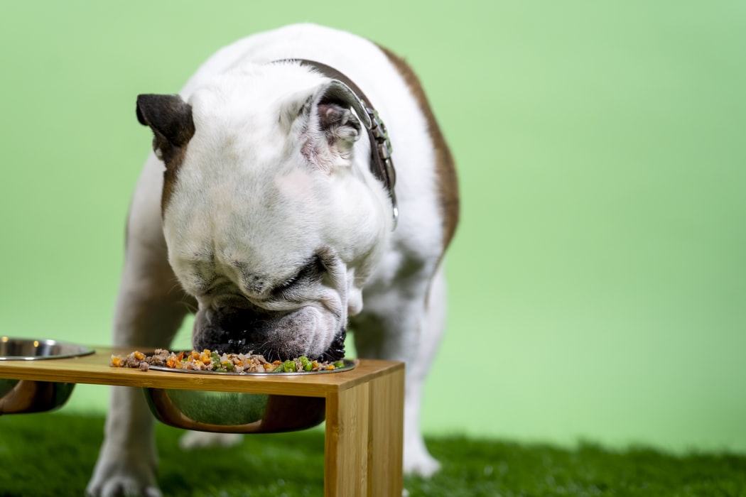Do I need to feed my dog breed-specific diet? - Human Grade
