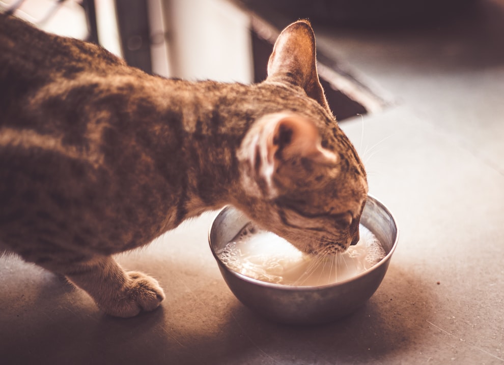 What are the basics of feline nutrition? - Human Grade